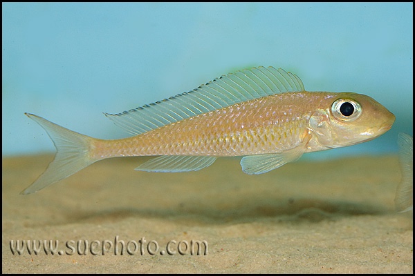 Asprotilapia leptura 'Tembwe (Deux)'